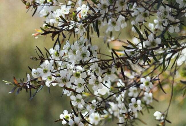 Australské přírodní pozadí bílých květů žlutého čajovníku, Leptospermum polygalifolium, čeleď Myrtaceae, v Sydney heath, New South Wales. Také známý jako Tantoon. Endemické až pískovcové půdy východní Austrálie od Cape York Queensland po jižní NSW