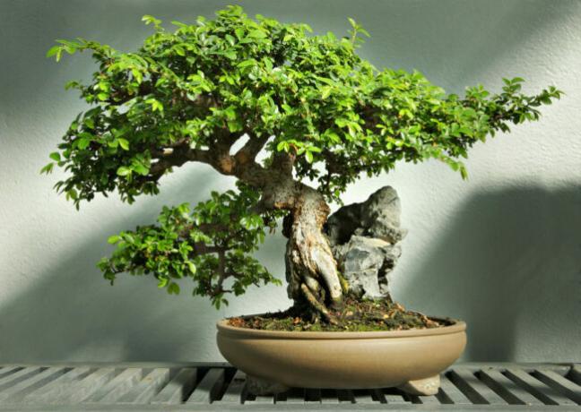 soorten bonsaibomen