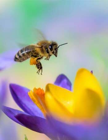 איך להיפטר מדבורים