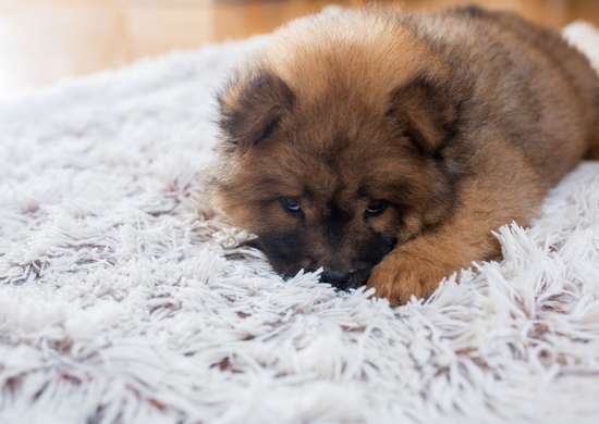 Mały pies leżący na szarym dywanie kudłatym