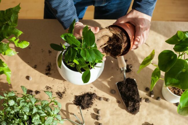 cele mai bune plante de apartament pentru fiecare degetul mare verde