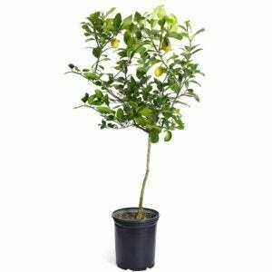 საკვების საჩუქრების საუკეთესო ვარიანტი: ნათელი ყვავილობა - მეიერის ლიმონის ხე