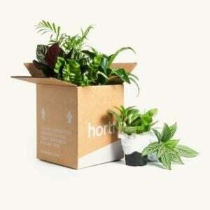 אפשרות קופסאות המנוי הטובות ביותר לצמחים: הורטי
