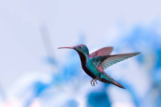kolibrio faktai