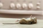 Resolvido! Como cheira um rato morto e significa uma infestação?