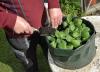 5 dicas para jardinagem com sacos de cultivo