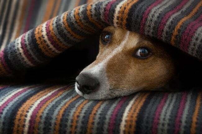 собака свернулась калачиком в разноцветном одеяле