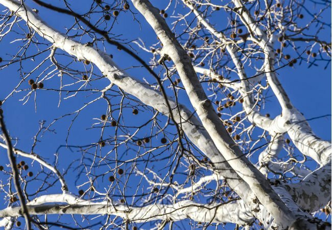 4 träd med vit bark - The American Sycamore