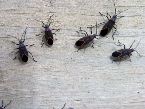 Insectos Boxelder en la pared de madera
