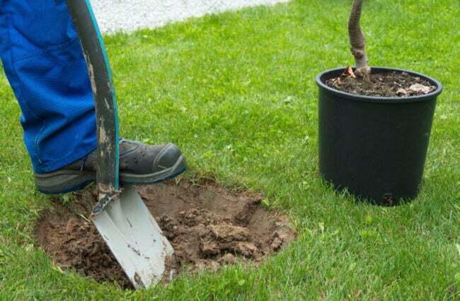 iStock-845218574 choses qu'un paysagiste peut faire creuser un trou pour planter un arbre