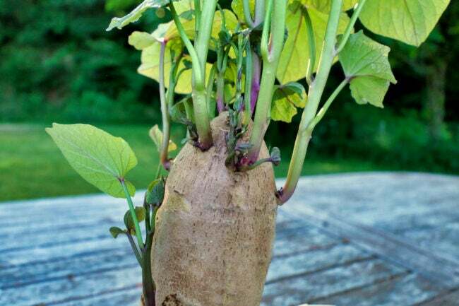 cum să cultivi cartofi dulci
