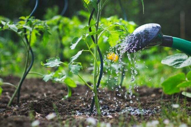 הזמן הטוב ביותר להשקות צמחים - השקיית צמח עגבניות