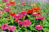 27 nádherných rastlín, ktoré priťahujú kolibríky do vašej záhrady