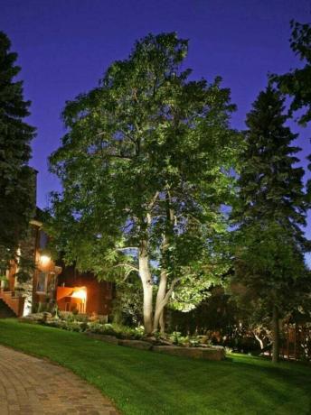 foto notturna di un albero maturo che si staglia nell'illuminazione del paesaggio