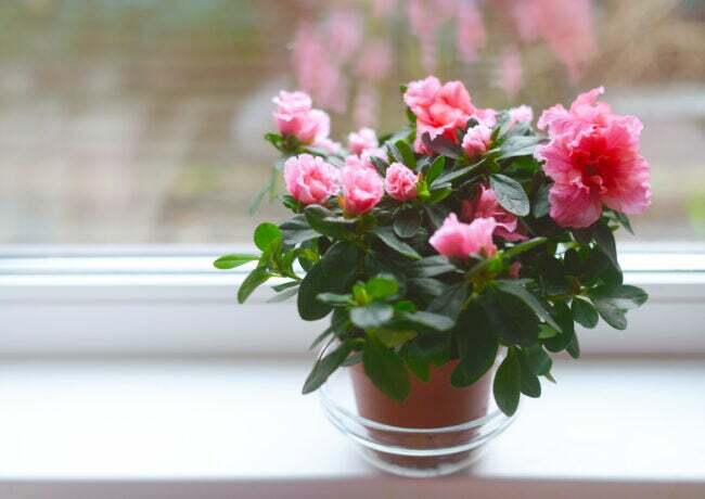 iStock-1247762945 sterkste kamerplanten om in leven te houden roze azalea in pot voor raam
