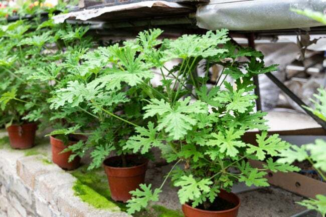 sitronella bitki bakımı