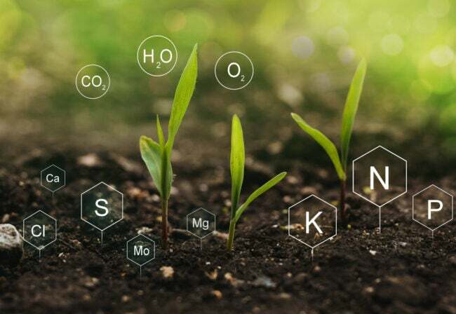 Brotos verdes crescendo em nutrientes elementares do solo