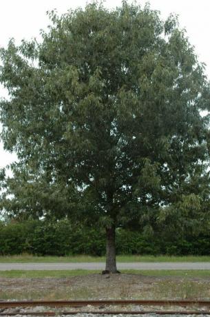 ต้นโอ๊กเชอร์รี่บาร์คในสวน