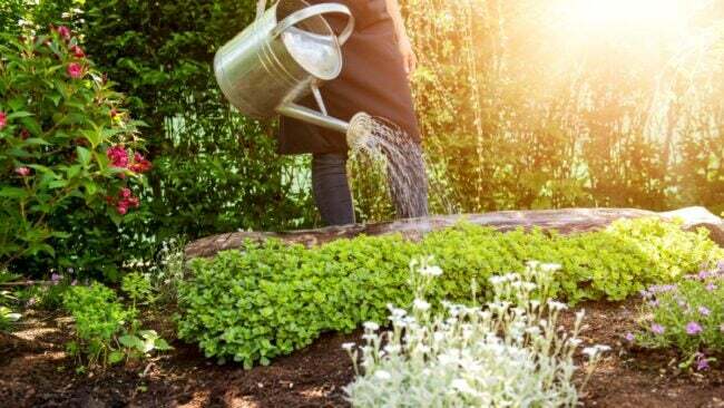 Градинар поливане почвени покрития