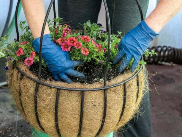 cuidado de calibrachoa manos enguantadas plantando flores en cesta colgante