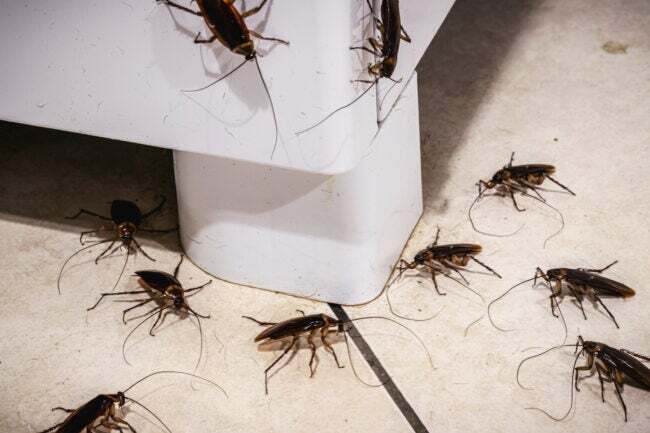 kodėl staiga mano namuose tiek daug tarakonų