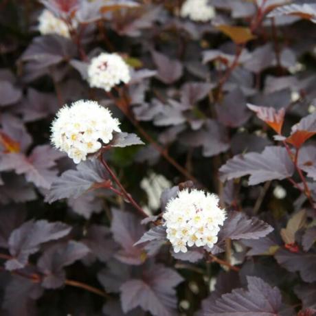 Bílé květy s fialovými listy