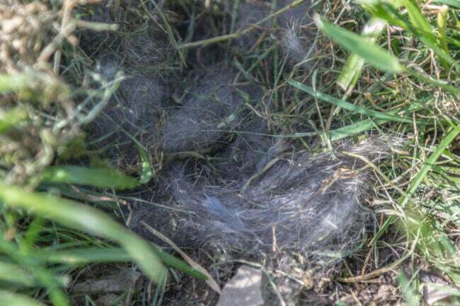 close-up no ninho do coelho na grama com pêlo e grama morta