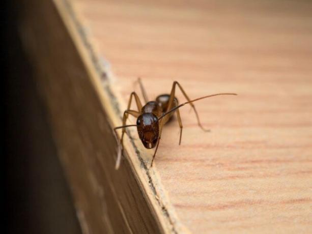 Dailidžių skruzdėlių namuose sugadintos medienos požymiai