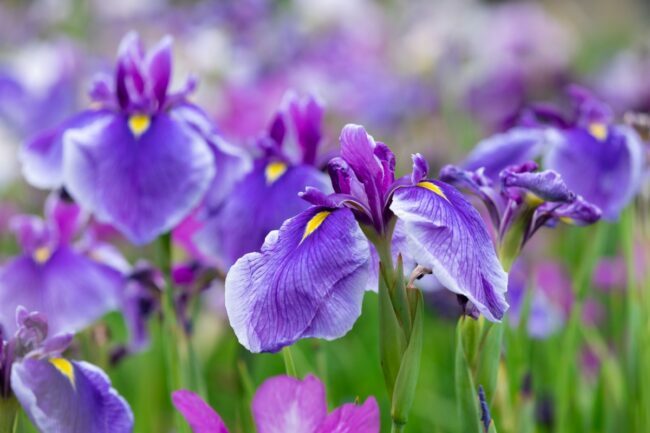 Fleurs d'iris violets