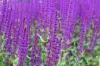 Salvia Care 101: Hogyan termessz salvia otthon