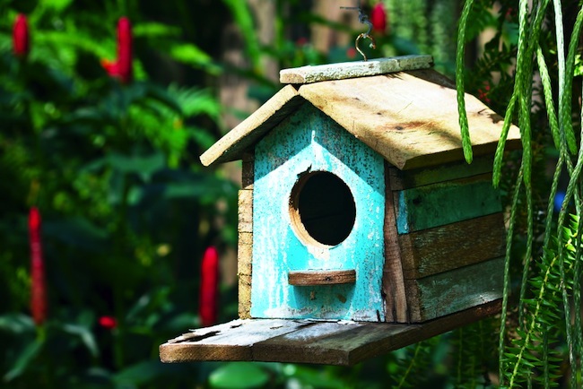 Planificación de casas para pájaros