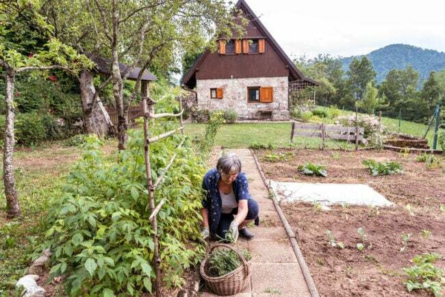 Vanhempi nainen kesäiltapäivällä kitkemässä polkua kasvispuutarhassa