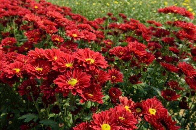 Kwiaty czerwonej chryzantemy