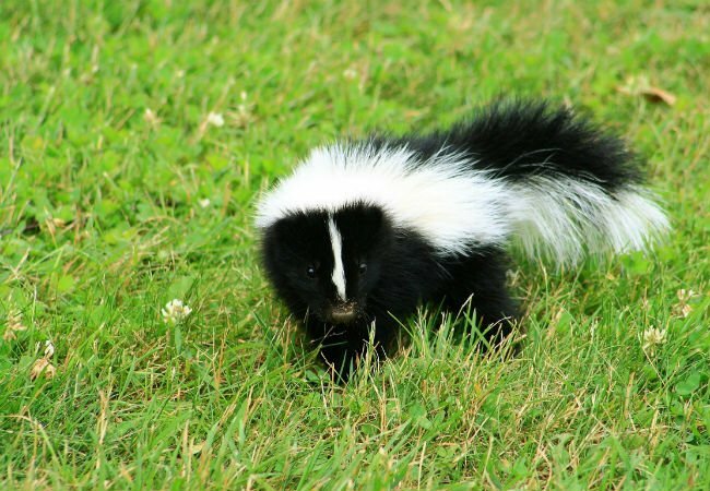 Como se livrar do cheiro de skunk - Skunk