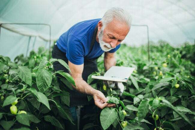Een oudere man plant paprika's in zijn kas en schrijft de voortgang op.