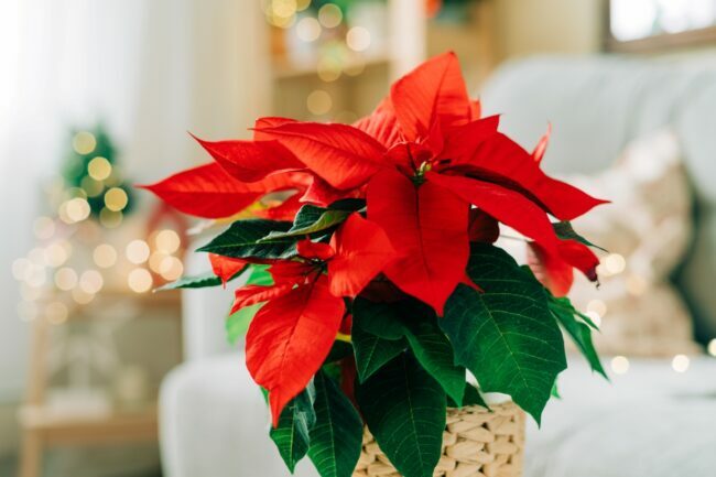 ポインセチアのクリスマス植物と装飾
