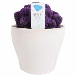 A melhor opção de presentes para escritórios domésticos: Costa Farms, Live Indoor Desert Gems Purple Cacti
