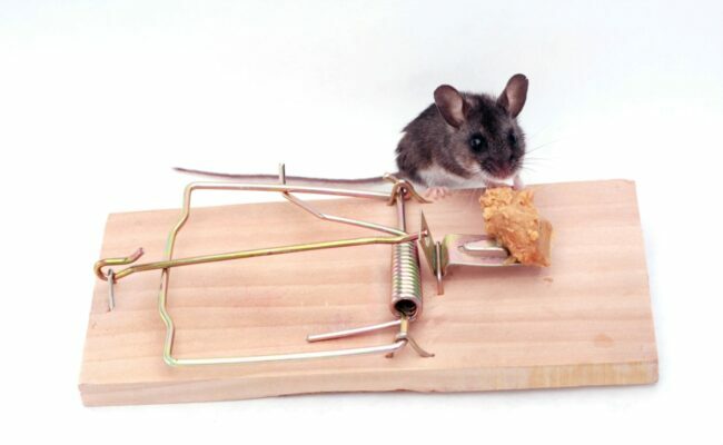 usos para manteiga de amendoim - armadilha para ratos