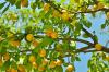 बॉब विला रेडियो: फलों के पेड़ लगाना