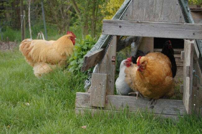 iStock-1150728101 preços de ovos criando galinhas galinhas em um galinheiro coberto