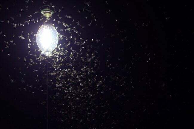 Luz brilhante da varanda à noite com um enxame de insetos voadores ao seu redor.