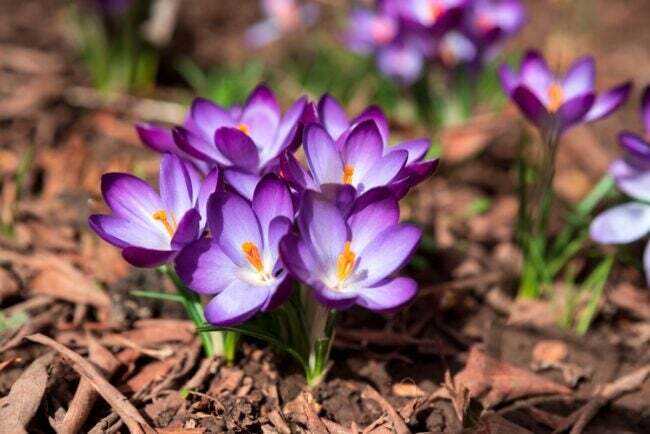 Fleurs de crocus violets