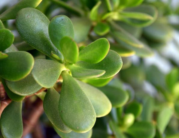 jade -kasvien hoito