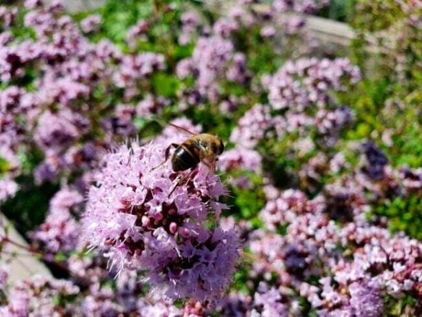 A manjerona floresce com abelha