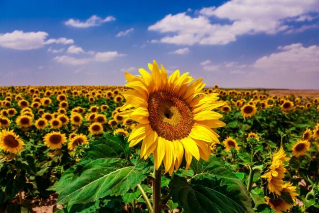 10 hauskaa faktaa auringonkukista