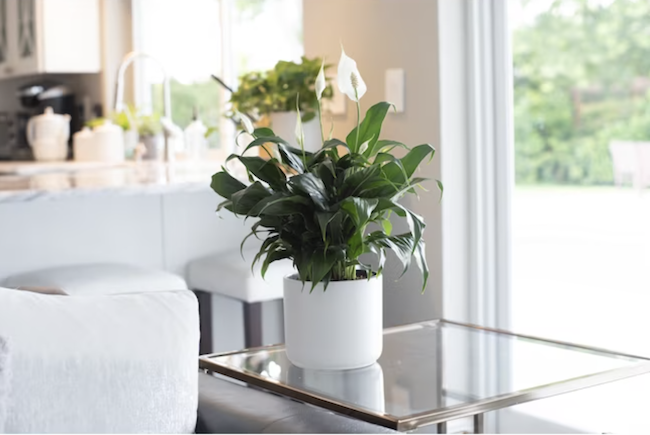 szobanövények-por-béke-liliom-növény-fehér cserépben-fehér-nappaliban