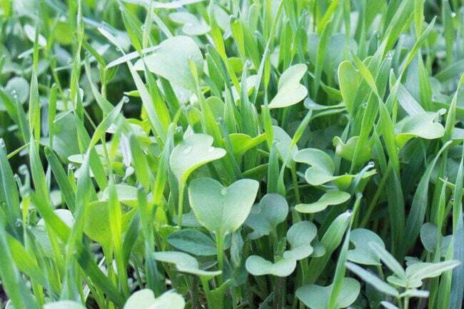 Primer plano de densas plantas de cultivos de cobertura que crecen en el suelo del jardín de su casa