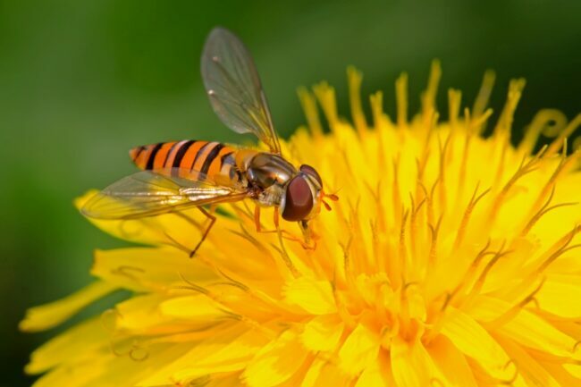 Hoverfly στο κίτρινο λουλούδι