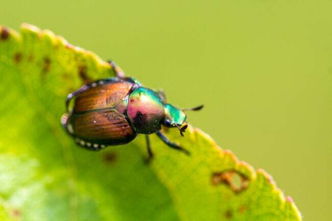 блестящий разноцветный японский жук на ярко-зеленом листе
