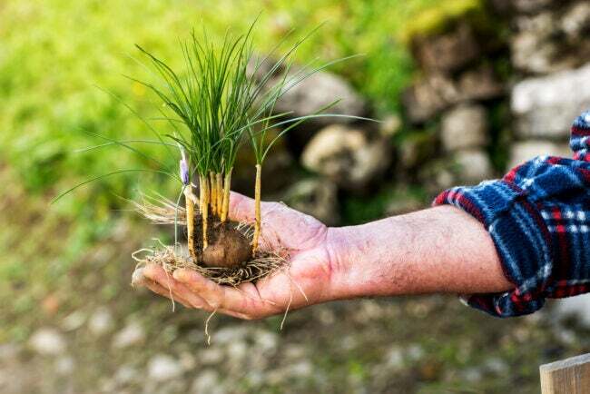 iStock-1082337466 kaip auginti šafraną Vyras demonstruoja šviežią šafrano augalą ir svogūnėlį